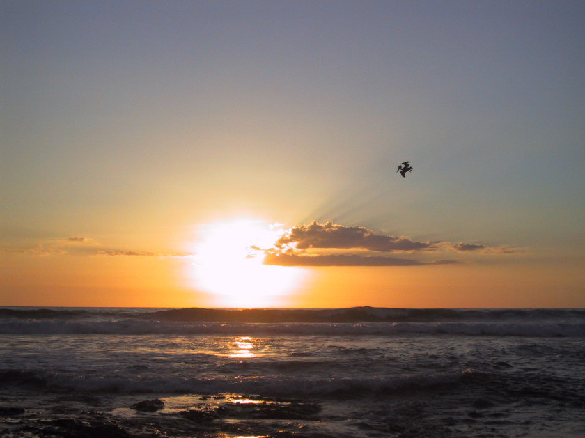 Pelikan_im_Sonnenuntergang