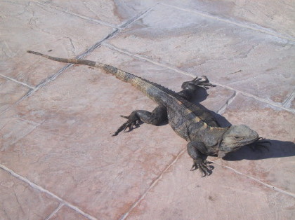 Iguana